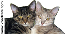 2badcats.com logo